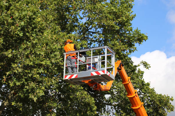 Best Tree Risk Assessment  in USA